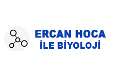Ercan Hoca